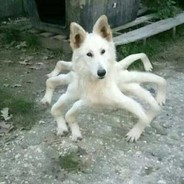 DogeThis