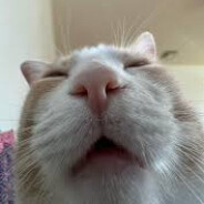 cattf