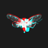 cicada