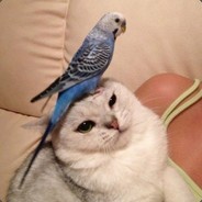 Аватар сообщества Steam