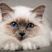 Новичек
