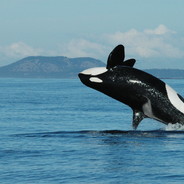 Bigballswhale