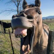 Steam profile picture for @kent