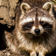 Енотик