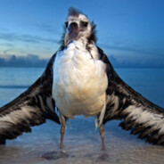 Albatross