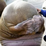 Lost Walrus