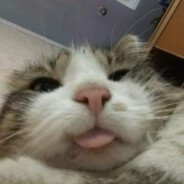 mlody