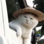 The Catster