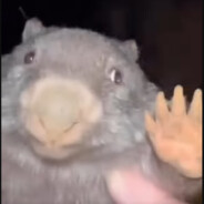 Dizoxe S