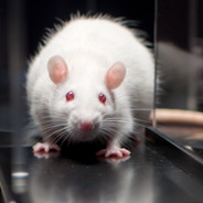 ratkillerman