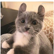Kitty