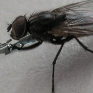 Fly PIMP