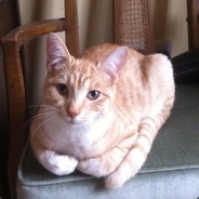 I am Cat