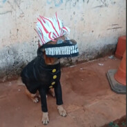 Mekha