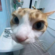 qwvilk