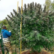 Cannabis_Medicinal