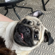 Buddy
