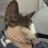 PiChOnChOn