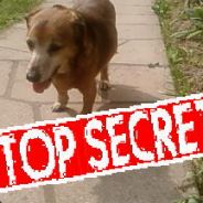 Avatar de la communauté Steam