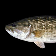 Spotted Bass