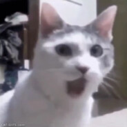 КОШАРА