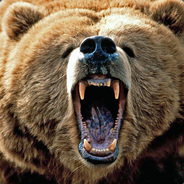 Grizzly (Cameraman)