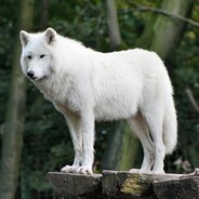 Wolf-Alone