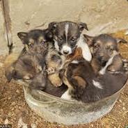 bucket of puppies