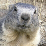 Marmota