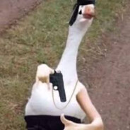 Giggly Goose