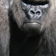 SilverBack