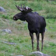 BLACK ELK