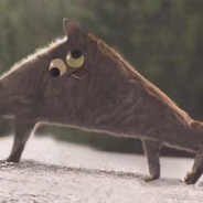 爱你的猫抛瓦