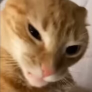 not a CAT