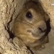 Hyrax