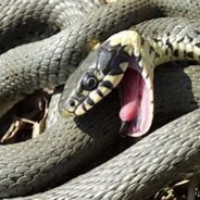 Snakessss112