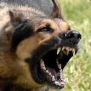De_Dogmeat