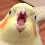 Bird Brain