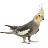 TÜRKÇÜ KÜRT ÂZÂD