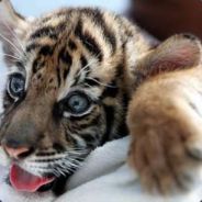 Baytiger