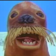 Mr. Walrus