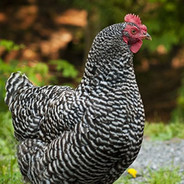 Chicken
