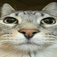 яна цист