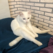 CAT'e