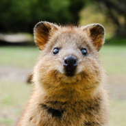 secret agent quokka
