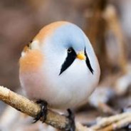 Helmet_mountain
