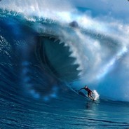 Shark