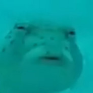exe