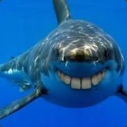 Dat Shark