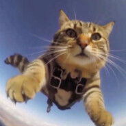 gatto
